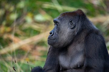The Western Lowland Gorilla (Gorilla gorilla gorilla).