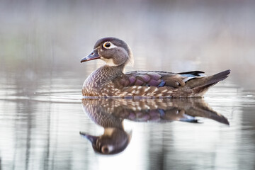 Female Wood Duck