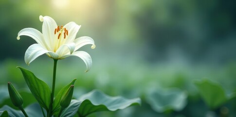 White lily bloom in isolated environment with mist, peaceful, fog