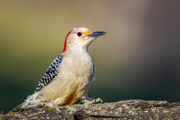 Red-bellied Woodpecker