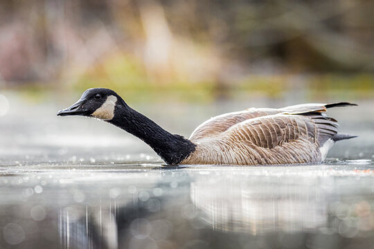 Canada Goose