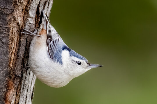 White-breasted Nuthatch