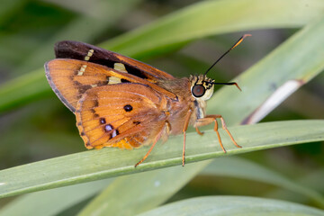 Splendid Ochre (Trapezites symmomus) Butterfly on Grass