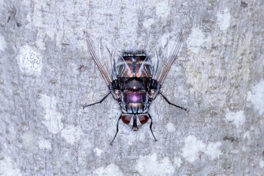Tachinid Fly (Rutilia sp.) on Tree Bark (Top View)