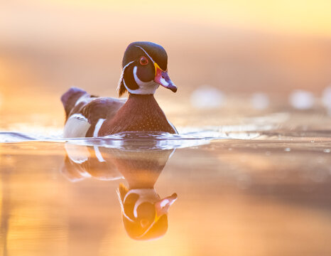 Male Wood Duck