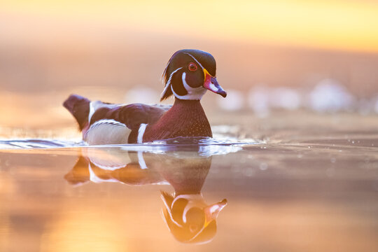 Male Wood Duck