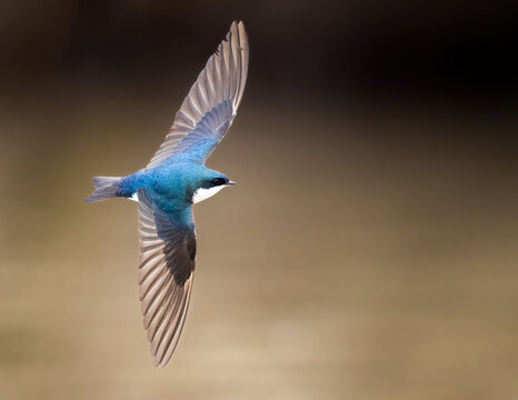 Tree Swallow