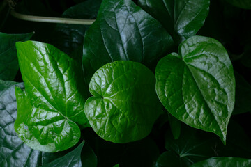 Betel plant leaves