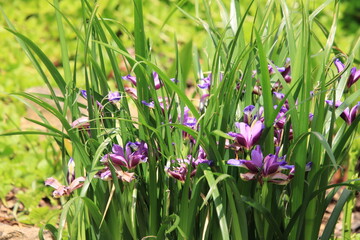 Gras-Schwertlilie © Ivonne Berz