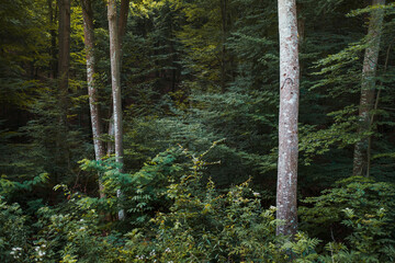 Tree line at the end of a forest