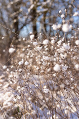 Snow-covered bushes. Winter village landscape. Wildlife in winter