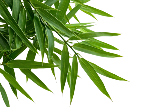 Fresh bamboo leaves on white background