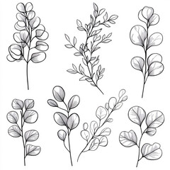 Hand-drawn eucalyptus leaves vector illustration, perfect for decoration, cards, and prints.