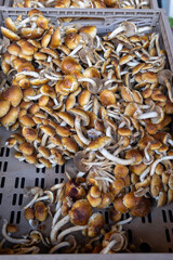 Fresh ripe organic seta nameko mushrooms on farmers market on Tenerife, Canary islands, Spain, fresh local farmers products