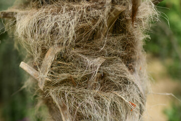 Hairy palm trunk. Details of a palm tree trunk.
