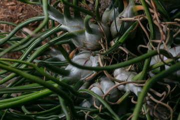 Bulbous air plant