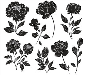 Collection of elegant black peony silhouettes on white background for creative design projects