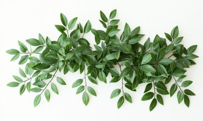 Obraz premium Simple green leaves arranged in an elegant composition against a clean white background.
