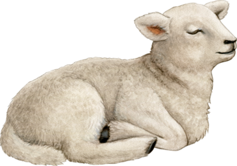 Watercolor realistic cute farm lamb