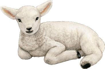 Watercolor realistic cute farm lamb © angela0982