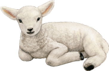 Watercolor realistic cute farm lamb