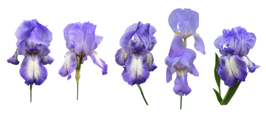 Iris germanica set tender light pink beige garden flower with bud and stem selective focus close-up, cutout with clipping path object, floral design element, clipart for card, invitation decor