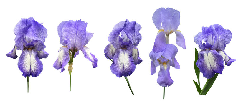 Iris germanica set tender light pink beige garden flower with bud and stem selective focus close-up, cutout with clipping path object, floral design element, clipart for card, invitation decor