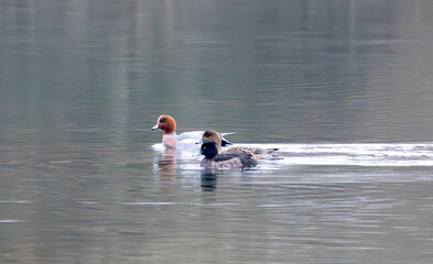 A trio of ducks making a wake on the lake.