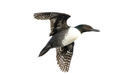 Loon in flight over clear sky