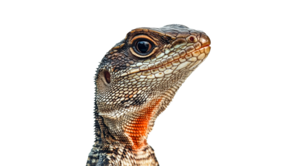 Lizard observing surroundings with keen interest