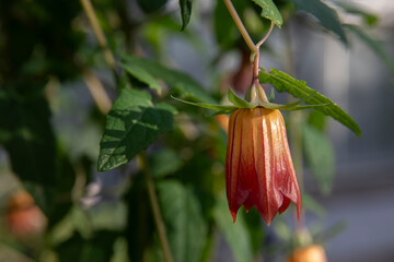 Canary island bellflower