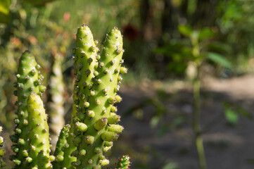 Close-Up of Opuntia Monacantha Cactus in Lush Garden Setting