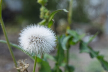 Close-Up of a Fluffy Dandelion Seed Head in a Garden Setting