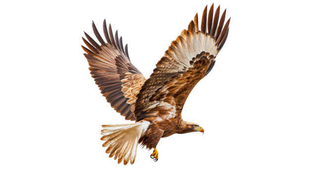 Majestic eagle in flight over open landscape