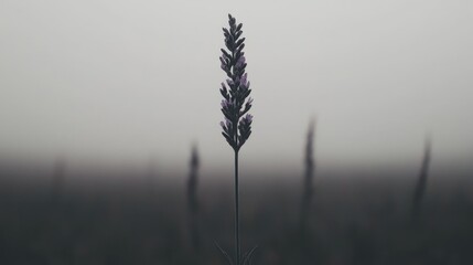 Obraz premium Misty Field, Single Lavender Blossom