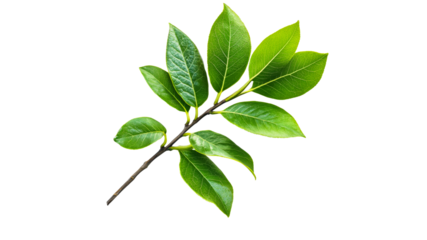 Fresh green leaves on a branch captured clearly