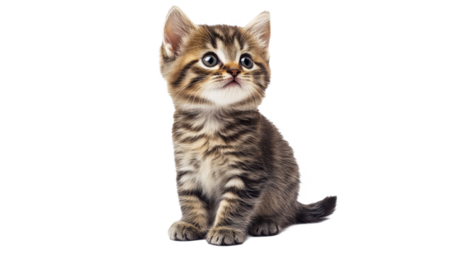 Cute gray kitten sitting with curious expression