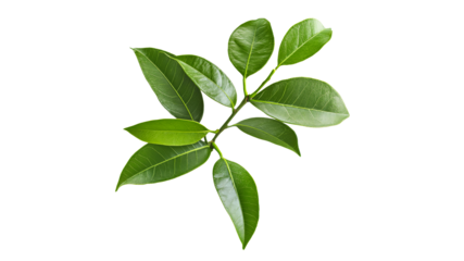 Bright light enhances green leaves beauty