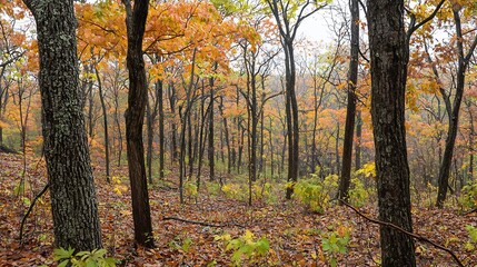 Autumnal tapestry, Forest scene with vibrant foliage and bare trees