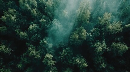 Fototapeta premium A high canopy view of a dense rainforest, treetops stretching into the distance.