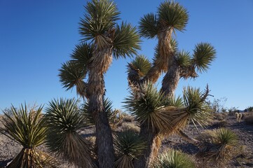 Fototapeta premium Joshua tree Nevada 