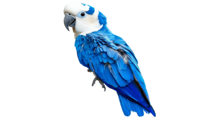 Beautiful blue parrot perched gracefully