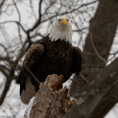 american bald eagle