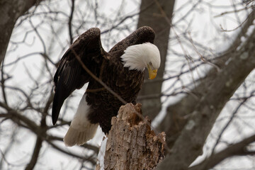 Bald eagle
