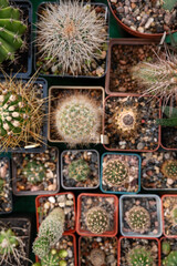 A diverse collection of potted cacti displayed in a garden nursery. 