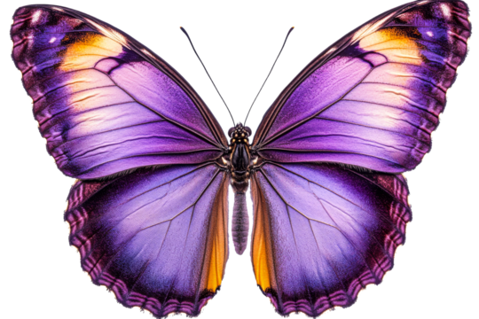 Colorful butterfly displaying vibrant purple wings
