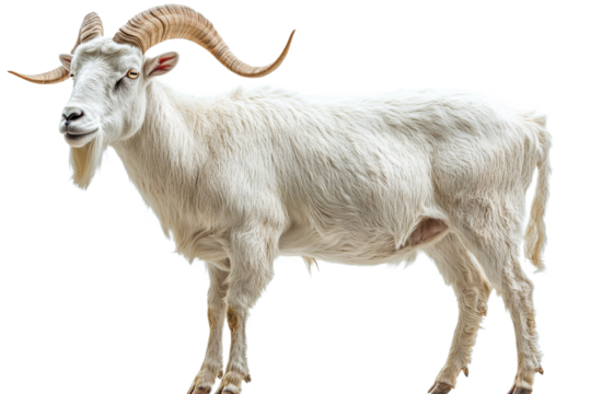 Confident white goat on plain backdrop