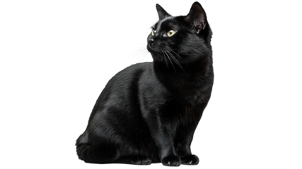 Black cat sitting gracefully in bright light