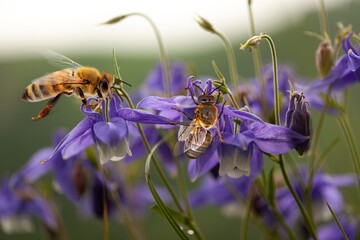 Buzzing honey bee on a bright flower outdoor