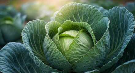 Obraz premium Emerald Cabbage Head: A Study in Textures and Organic Abundance